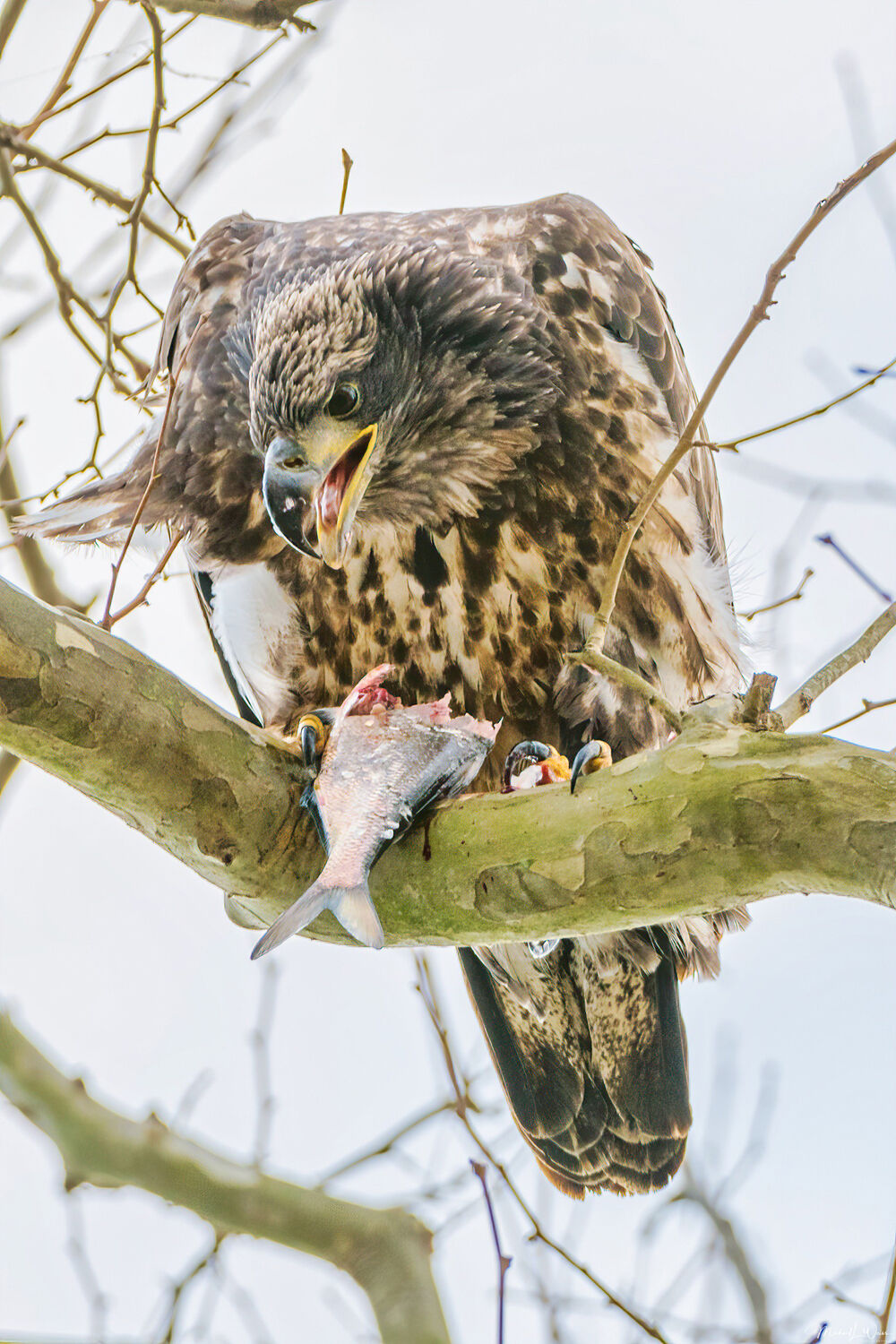 Eagle on branch with fish